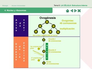 Biología Acceso Universidad
1. Teoría celular: introducción histórica4. Núcleo y ribosomas
Tema 8. LA CÉLULA: Estructura interna
 