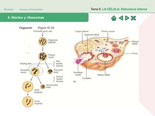 Biología Acceso Universidad
1. Teoría celular: introducción histórica4. Núcleo y ribosomas
Tema 8. LA CÉLULA: Estructura interna
 