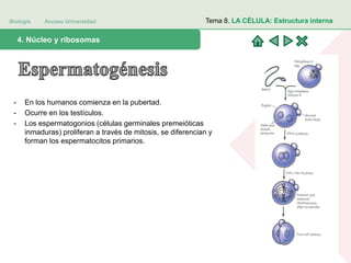 Biología Acceso Universidad
1. Teoría celular: introducción histórica4. Núcleo y ribosomas
Tema 8. LA CÉLULA: Estructura interna
- En los humanos comienza en la pubertad.
- Ocurre en los testículos.
- Los espermatogonios (células germinales premeióticas
inmaduras) proliferan a través de mitosis, se diferencian y
forman los espermatocitos primarios.
 