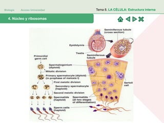 Biología Acceso Universidad
1. Teoría celular: introducción histórica4. Núcleo y ribosomas
Tema 8. LA CÉLULA: Estructura interna
 