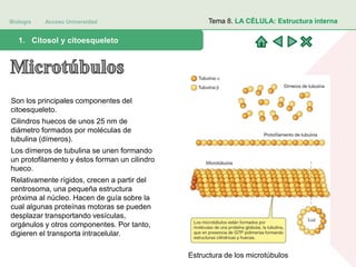 Biología Acceso Universidad
1. Teoría celular: introducción histórica1. Citosol y citoesqueleto
Tema 8. LA CÉLULA: Estructura interna
Son los principales componentes del
citoesqueleto.
Cilindros huecos de unos 25 nm de
diámetro formados por moléculas de
tubulina (dímeros).
Los dímeros de tubulina se unen formando
un protofilamento y éstos forman un cilindro
hueco.
Relativamente rígidos, crecen a partir del
centrosoma, una pequeña estructura
próxima al núcleo. Hacen de guía sobre la
cual algunas proteínas motoras se pueden
desplazar transportando vesículas,
orgánulos y otros componentes. Por tanto,
digieren el transporta intracelular.
Estructura de los microtúbulos
 
