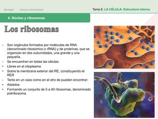 Biología Acceso Universidad
1. Teoría celular: introducción histórica4. Núcleo y ribosomas
Tema 8. LA CÉLULA: Estructura interna
- Son orgánulos formados por moléculas de RNA
(denominado ribosómico o rRNA) y de proteínas, que se
organizan en dos subunidades, una grande y una
pequeña.
- Se encuentran en todas las células:
• Libres en el citoplasma
• Sobre la membrana exterior del RE, constituyendo el
RER
- Tanto en un caso como en el otro de pueden encontrar:
• Aislados
• Formando un conjunto de 5 a 40 ribosomas, denominado
poliribosoma.
 