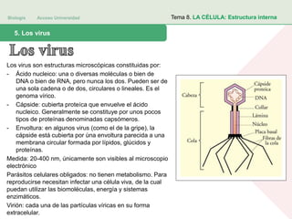 Biología Acceso Universidad
1. Teoría celular: introducción histórica5. Los virus
Tema 8. LA CÉLULA: Estructura interna
Los virus son estructuras microscópicas constituidas por:
- Ácido nucleico: una o diversas moléculas o bien de
DNA o bien de RNA, pero nunca los dos. Pueden ser de
una sola cadena o de dos, circulares o lineales. Es el
genoma vírico.
- Cápside: cubierta proteíca que envuelve el ácido
nucleico. Generalmente se constituye por unos pocos
tipos de proteínas denominadas capsómeros.
- Envoltura: en algunos virus (como el de la gripe), la
cápside está cubierta por ùna envoltura parecida a una
membrana circular formada por lípidos, glúcidos y
proteínas.
Medida: 20-400 nm, únicamente son visibles al microscopio
electrónico
Parásitos celulares obligados: no tienen metabolismo. Para
reproducirse necesitan infectar una célula viva, de la cual
puedan utilizar las biomoléculas, energía y sistemas
enzimáticos.
Virión: cada una de las partículas víricas en su forma
extracelular.
 