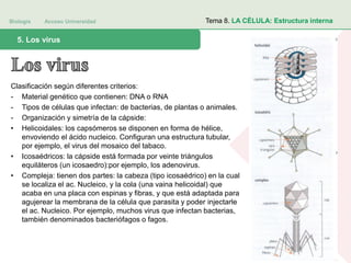 Biología Acceso Universidad
1. Teoría celular: introducción histórica5. Los virus
Tema 8. LA CÉLULA: Estructura interna
Clasificación según diferentes criterios:
- Material genético que contienen: DNA o RNA
- Tipos de células que infectan: de bacterias, de plantas o animales.
- Organización y simetría de la cápside:
• Helicoidales: los capsómeros se disponen en forma de hélice,
envoviendo el ácido nucleico. Configuran una estructura tubular,
por ejemplo, el virus del mosaico del tabaco.
• Icosaédricos: la cápside está formada por veinte triángulos
equiláteros (un icosaedro):por ejemplo, los adenovirus.
• Compleja: tienen dos partes: la cabeza (tipo icosaédrico) en la cual
se localiza el ac. Nucleico, y la cola (una vaina helicoidal) que
acaba en una placa con espinas y fibras, y que está adaptada para
agujerear la membrana de la célula que parasita y poder injectarle
el ac. Nucleico. Por ejemplo, muchos virus que infectan bacterias,
también denominados bacteriófagos o fagos.
 
