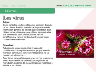Biología Acceso Universidad
1. Teoría celular: introducción histórica5. Los virus
Tema 8. LA CÉLULA: Estructura interna
Orígen:
Como parásitos celulares obligados, aparecen después
de las células. Pueden proceder de fragmentos de la
información genética de células que necesitaban otras
células para multiplicarse, o de células especializadas
que parasitaban otras células, que se van a ir
simplificando y van a ir perdiendo estructuras hasta
convertirse en acelulares.
Naturaleza:
Actualmente se cuestiona si los virus pueden
considerarse o no organismos vivos, ya que no están
formados por células, no tienen metabolismo, no se
mueven por sí mismos,…
Pero tienen características comunes con los organismos
vivos: están hechos de biomoléculas orgánicas, se
reproducen, disponen de mecanismos para reconocer e
infectar a las células,…
 