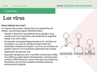 Biología Acceso Universidad
1. Teoría celular: introducción histórica5. Los virus
Tema 8. LA CÉLULA: Estructura interna
Cómo infectan los virus?
La mayoría sólo pueden infectar tipos muy específicos de
células. Los procesos siguen diferentes fases:
- Fijación o adsorción: las proteínas de la càpside o de la
envoltura de virus reconocen unas proteínas de superficie
celular y se unen a ellas.
- Penetración: los bacteriófagos inyectan el ác. Nucleico en
la bacteria. Los virus sin envoltura suelen entrar por
endocitosis mediante el receptor. Los virus con envoltura se
pueden fusionar con la membrana plasmática de la célula
- Replicación del genoma viral
- Expresión del genoma viral: si es DNA se transcribe a RNA.
Si es RNA se puede traducir directamente o retrotranscribir
primero a DNA (retrovirus, como el del sida). Así utilizan los
ribosomas y los enzimas celulares sintetizan todas las
proteínas de la cápside.
 