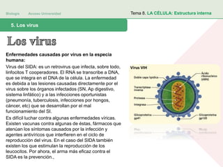 Biología Acceso Universidad
1. Teoría celular: introducción histórica5. Los virus
Tema 8. LA CÉLULA: Estructura interna
Enfermedades causadas por virus en la especia
humana:
Virus del SIDA: es un retrovirus que infecta, sobre todo,
linfocitos T cooperadores. El RNA se transcribe a DNA,
que se integra en el DNA de la célula. La enfermedad
es debida a las lesiones causadas directamente por el
virus sobre los órganos infectados (SN, Ap digestivo,
sistema linfático) y a las infecciones oportunistas
(pneumonía, tuberculosis, infecciones por hongos,
cáncer, etc) que se desarrollan por el mal
funcionamiento del SI.
Es difícil luchar contra algunas enfermedades víricas.
Existen vacunas contra algunas de éstas, fármacos que
atenúan los síntomas causados por la infección y
agentes antivíricos que interfieren en el ciclo de
reproducción del virus. En el caso del SIDA también
existen los que estimulan la reproducción de los
leucocitos. Por ahora, el arma más eficaz contra el
SIDA es la prevención.,
 