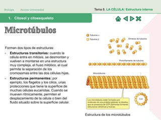 Biología Acceso Universidad
1. Teoría celular: introducción histórica1. Citosol y citoesqueleto
Tema 8. LA CÉLULA: Estructura interna
Forman dos tipos de estructuras:
- Estructuras transitorias: cuando la
célula entra en mitosis, se desmontan y
vuelven a montarse en una estructura
muy compleja, el huso mitótico, el cual
permite la separación de los
cromosomas entre las dos células hijas.
- Estructuras permanentes: por
ejemplo, los flagelos y los cilios, unas
protecciones que tiene la superficie de
muchas células eucariotas. Cuando se
mueven rítmicamente, permiten el
desplazamiento de la célula o bien del
fluido situado sobre la superficie celular.
Estructura de los microtúbulos
 