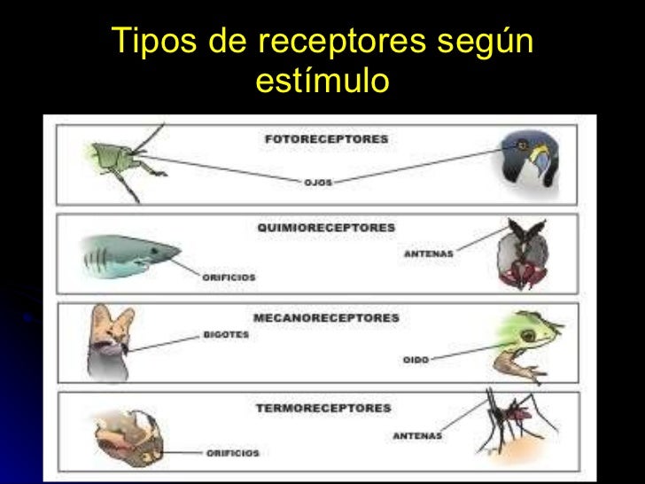 Tema 8 la funcion de relacion en animales receptores y efectores Tema 8 la funcion de relacion en animales receptores y efectores