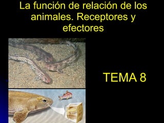La función de relación de los animales. Receptores y efectores TEMA 8 