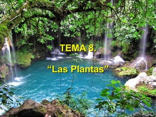 TEMA 8.TEMA 8.
““Las Plantas”Las Plantas”
 