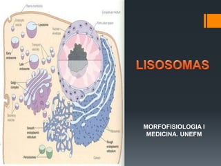 MORFOFISIOLOGIA I
MEDICINA. UNEFM
 