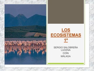 LOS
ECOSISTEMAS
1º
SERGIO SALOBREÑA
LUCENA
COÍN
MÁLAGA
 