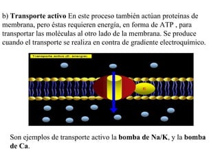b)  Transporte activo  En este proceso también actúan proteínas de membrana, pero éstas requieren energía, en forma de ATP...