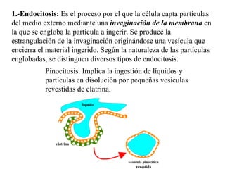 <ul><li>1.-Endocitosis:  Es el proceso por el que la célula capta partículas del medio externo mediante una  invaginación ...