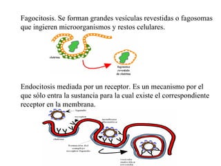 <ul><ul><ul><ul><li>Fagocitosis. Se forman grandes vesículas revestidas o fagosomas que ingieren microorganismos y restos ...
