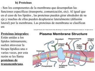 <ul><ul><ul><ul><li>b) Proteínas </li></ul></ul></ul></ul><ul><li>: Son los componentes de la membrana que desempeñan las ...