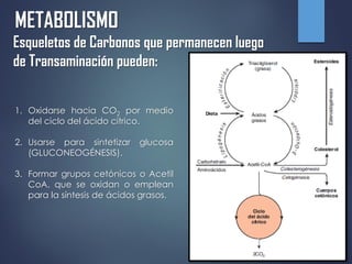 METABOLISMO
Esqueletos de Carbonos que permanecen luego
de Transaminación pueden:
1. Oxidarse hacia CO2 por medio
del ciclo del ácido cítrico.
2. Usarse para sintetizar glucosa
(GLUCONEOGÉNESIS).
3. Formar grupos cetónicos o Acetil
CoA, que se oxidan o emplean
para la síntesis de ácidos grasos.
 