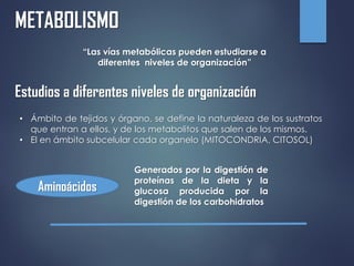METABOLISMO
“Las vías metabólicas pueden estudiarse a
diferentes niveles de organización”
Estudios a diferentes niveles de organización
• Ámbito de tejidos y órgano, se define la naturaleza de los sustratos
que entran a ellos, y de los metabolitos que salen de los mismos.
• El en ámbito subcelular cada organelo (MITOCONDRIA, CITOSOL)
Aminoácidos
Generados por la digestión de
proteínas de la dieta y la
glucosa producida por la
digestión de los carbohidratos
 