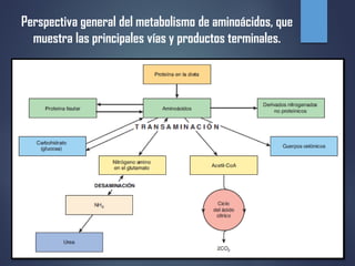 Perspectiva general del metabolismo de aminoácidos, que
muestra las principales vías y productos terminales.
 