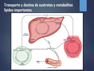 Transporte y destino de sustratos y metabolitos
lípidos importantes.
 