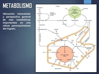 Ubicación intracelular
y perspectiva general
de vías metabólicas
importantes en una
célula parenquimatosa
del hígado.
METABOLISMO
 