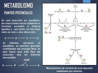 METABOLISMO
PUNTOS POTENCIALES
En una reacción en equilibrio,
las reacciones hacia adelante e
inversas suceden a índices
iguales y , por tanto, no hay flujo
neto en una u otra dirección.
A B C D
Al intentar alcanzar el
equilibrio, se pierden grandes
cantidades de energía libre, lo
que hace que este tipo de
reacción sea en esencia
irreversible
A B C D
CALOR
Mecanismos de control de una reacción
catalizada por enzima.
 