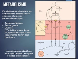 METABOLISMO
Interrelaciones metabólicas
entre tejido adiposo, el hígado
y tejidos extrahepáticos.
En tejidos como el corazón, los
combustibles metabólicos se
oxidan en el orden de
preferencia que sigue:
• Cuerpos cetónicos.
• Ácidos grasos.
• Glucosa
• (FFa, ácidos grasos libres;
lPl, lipoproteina lipasa; VlDl,
lipoproteínas de muy baja
densidad.)
 