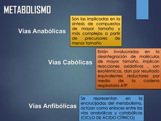 METABOLISMO
Son las implicadas en la
síntesis de compuestos
de mayor tamaño y
más complejos a partir
de precursores de
menor tamaño
Están involucrados en la
desintegración de moléculas
de mayor tamaño, implican
reacciones oxidativas , son
exotérmicas, dan por resultado
equivalentes reductores por
medio de la cadena
respiratoria ATP
Se representan en la
encrucijadas del metabolismo,
actúan como enlaces entre las
vías anabólicas y catabólicas
(CICLO DE ÁCIDO CÍTRICO)
Vías Anabólicas
Vías Cabólicas
Vías Anfibólicas
 