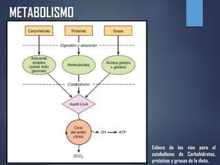 METABOLISMO
Esbozo de las vías para el
catabolismo de Carbohidratos,
proteínas y grasas de la dieta.
 