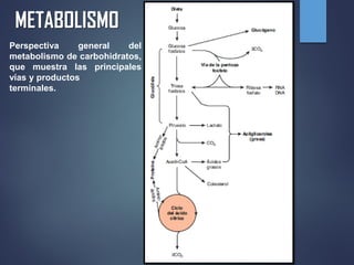 METABOLISMO
Perspectiva general del
metabolismo de carbohidratos,
que muestra las principales
vías y productos
terminales.
 