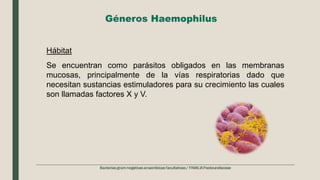Géneros Haemophilus
Se encuentran como parásitos obligados en las membranas
mucosas, principalmente de la vías respiratorias dado que
necesitan sustancias estimuladores para su crecimiento las cuales
son llamadas factores X y V.
Hábitat
 