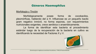 Géneros Haemophilus
Morfológicamente posee forma de cocobacilos,
pleomórficas, hablando del a H. Influenzae es un pequeño bacilo
gram negativo inmóvil, no forma esporas, con requerimientos
nutricionales exigentes, crece aeróbica o anaeróbicamente.
La forma de identificar esta bacteria el procedimiento
estándar luego de la recuperación de la bacteria en cultivo es
identificando la necesidad de Factores X y V.
Morfología y Tinción
 