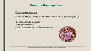 Géneros Haemophilus
El H. influenzae posee en sus envolturas 3 factores antigénicos:
-El polisacárido Capsular
-LPS (Endotoxina)
-La Proteína de la membrana externa.
Estructura Antigénica
 