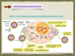 http://www.bionova.org.es/animbio/anim/hiv3.swf
 