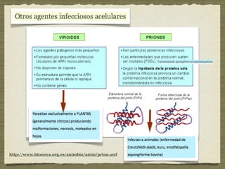 http://www.bionova.org.es/animbio/anim/prion.swf
Transmissible spongiform encephalopathiesTransmissible spongiform encephalopathies
 