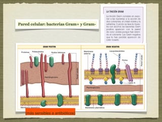 (más sensibles a antibióticos)(más sensibles a antibióticos)
 