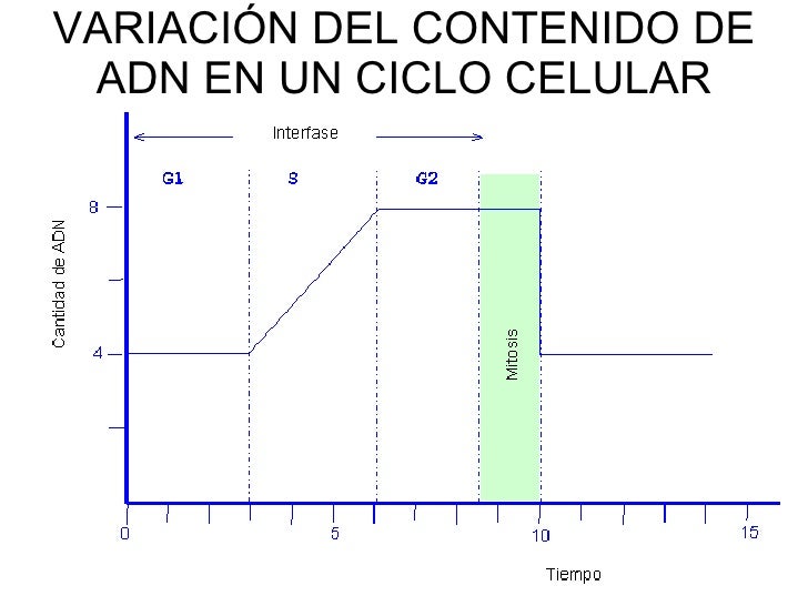 Tema 8 reproduccion celular Tema 8 reproduccion celular