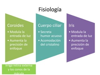 Fisiología
Coroides
• Modula la
entrada de luz
• Aumenta la
precisión de
enfoque
Cuerpo ciliar
• Secreta
humor acuoso
• Acomodación
del cristalino
Iris
• Modula la
entrada de luz
• Aumenta la
precisión de
enfoque
Irriga retina externa
y los conos de la
mácula
 