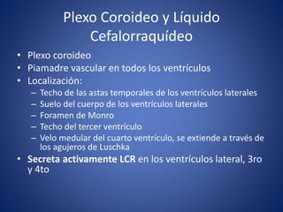 Plexo Coroideo y Líquido
Cefalorraquídeo
• Plexo coroideo
• Piamadre vascular en todos los ventrículos
• Localización:
– Techo de las astas temporales de los ventrículos laterales
– Suelo del cuerpo de los ventrículos laterales
– Foramen de Monro
– Techo del tercer ventrículo
– Velo medular del cuarto ventrículo, se extiende a través de
los agujeros de Luschka
• Secreta activamente LCR en los ventrículos lateral, 3ro
y 4to
 