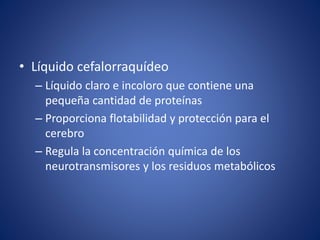 • Líquido cefalorraquídeo
– Líquido claro e incoloro que contiene una
pequeña cantidad de proteínas
– Proporciona flotabilidad y protección para el
cerebro
– Regula la concentración química de los
neurotransmisores y los residuos metabólicos
 