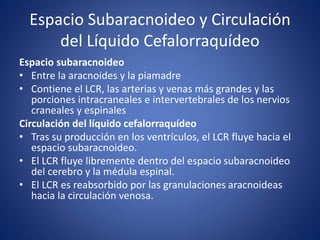 Espacio Subaracnoideo y Circulación
del Líquido Cefalorraquídeo
Espacio subaracnoideo
• Entre la aracnoides y la piamadre
• Contiene el LCR, las arterias y venas más grandes y las
porciones intracraneales e intervertebrales de los nervios
craneales y espinales
Circulación del líquido cefalorraquídeo
• Tras su producción en los ventrículos, el LCR fluye hacia el
espacio subaracnoideo.
• El LCR fluye libremente dentro del espacio subaracnoideo
del cerebro y la médula espinal.
• El LCR es reabsorbido por las granulaciones aracnoideas
hacia la circulación venosa.
 