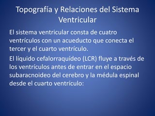 Topografía y Relaciones del Sistema
Ventricular
El sistema ventricular consta de cuatro
ventrículos con un acueducto que conecta el
tercer y el cuarto ventrículo.
El líquido cefalorraquídeo (LCR) fluye a través de
los ventrículos antes de entrar en el espacio
subaracnoideo del cerebro y la médula espinal
desde el cuarto ventrículo:
 