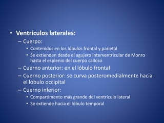 • Ventrículos laterales:
– Cuerpo:
• Contenidos en los lóbulos frontal y parietal
• Se extienden desde el agujero interventricular de Monro
hasta el esplenio del cuerpo calloso
– Cuerno anterior: en el lóbulo frontal
– Cuerno posterior: se curva posteromedialmente hacia
el lóbulo occipital
– Cuerno inferior:
• Compartimento más grande del ventrículo lateral
• Se extiende hacia el lóbulo temporal
 