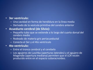 • 3er ventrículo:
– Una cavidad en forma de hendidura en la línea media
– Derivado de la vesícula primitiva del cerebro anterior
• Acueducto cerebral (de Silvio):
– Pequeño tubo que se extiende a lo largo del cuarto dorsal del
cerebro medio
– Rodeado de materia gris periacueductal
– Conecta el 3er y el 4to ventrículo
• 4to ventrículo:
– Entre el tronco cerebral y el cerebelo
– Los agujeros de Luschka (aperturas laterales) y el agujero de
Magendie (apertura mediana) permiten que el LCR recién
producido entre en el espacio subaracnoideo.
 
