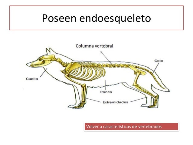 Tema 8 vertebrados