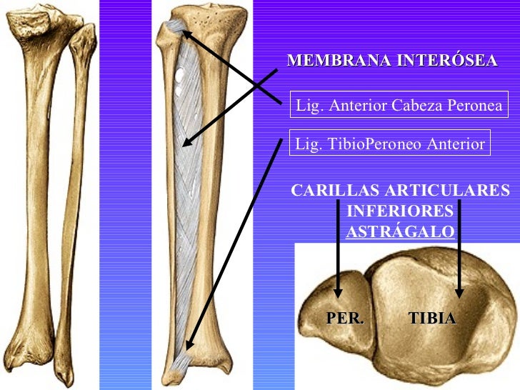 Tema 8 y 9.miembro inferior.huesos y articulaciones.