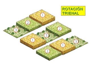 ROTACIÓNROTACIÓN
TRIENALTRIENAL
 