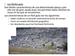Los fósiles guía Son fósiles característicos de una determinada época y por ello son de gran ayuda pues nos permiten datar (fechar) las rocas en las que se encuentran. Las características de un fósil guía son las siguientes: Haber vivido en un periodo relativamente breve de tiempo. Tener una amplia distribución geográfica. Ser abundantes pues han fosilizado fácilmente. 