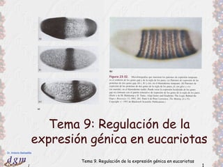 Tema 9: Regulación de la
                      expresión génica en eucariotas
Dr. Antonio Barbadilla


                              Tema 9. Regulación de la expresión génica en eucariotas
                  1                                                                     1
 